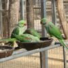 Green Alexandrine Parakeets