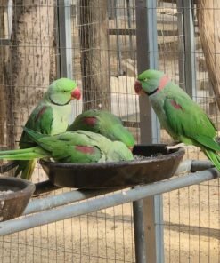 Green Alexandrine Parakeets