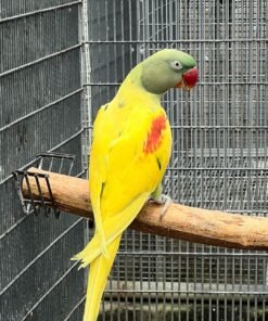 Lutino Alexandrine Parrots