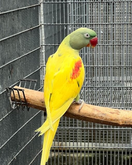 Lutino Alexandrine Parrots