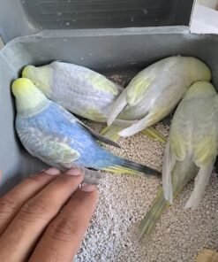 Budgerigar parrots