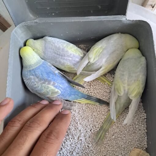 Budgerigar parrots