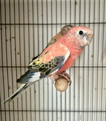 Feathered Friends: All About Parakeets