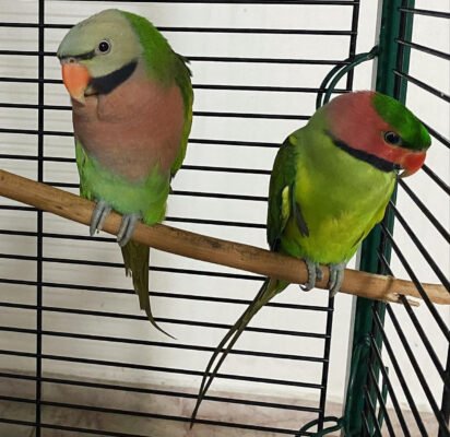 Feathered Friends: All About Parakeets