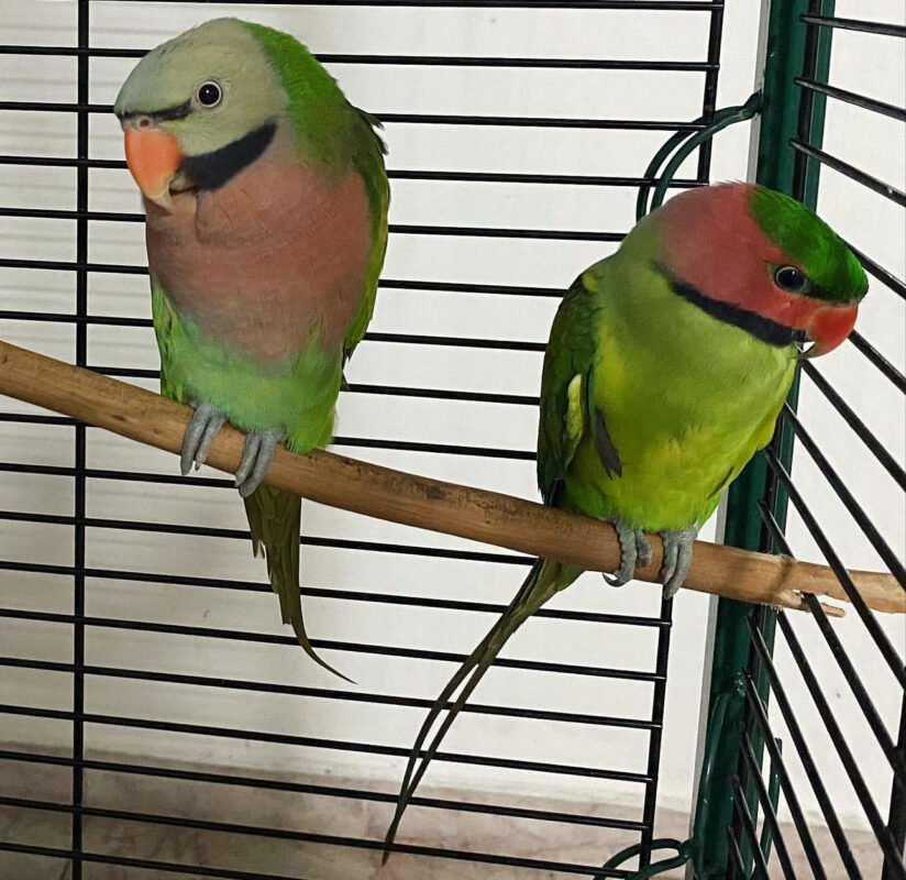 Feathered Friends: All About Parakeets