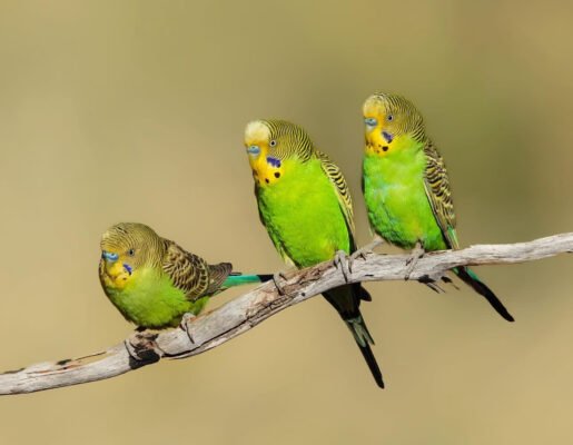 Parakeet Bonding