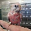 Buy Baby Bourke's Parakeet