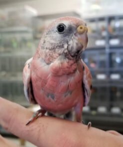 Buy Baby Bourke's Parakeet