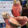 Bourke's Parrots