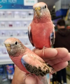 Bourke's Parrots