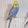 Opaline budgie parakeets