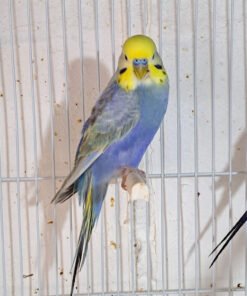 Opaline budgie parakeets