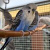 Spangle Budgie Parakeets For Sale