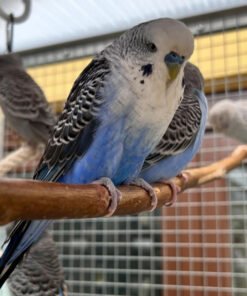 Spangle Budgie Parakeets For Sale