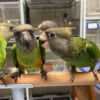 Senegal Parrots