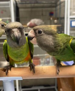 Senegal Parrots