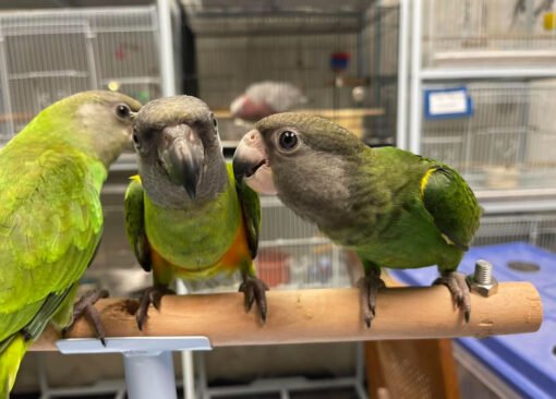 Senegal Parrots