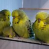 Buy Burdgerigar Parakeets