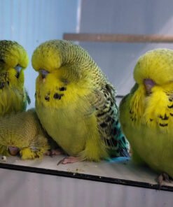 Buy Burdgerigar Parakeets