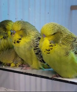 Burdgerigar Parakeets