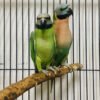 Buy Red-Breasted Parakeet