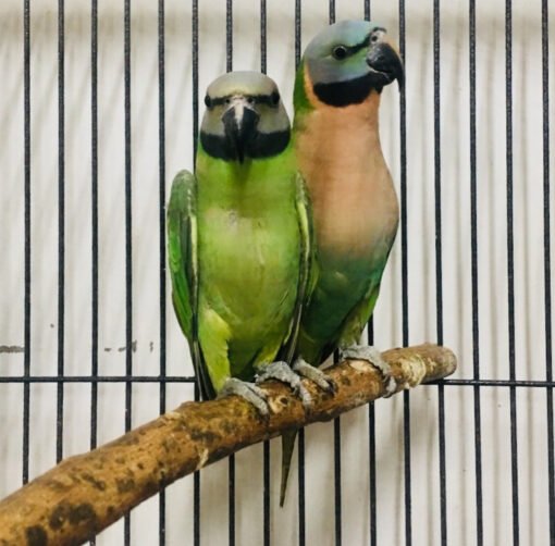 Buy Red-Breasted Parakeet