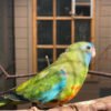 Grass Parakeets for sale