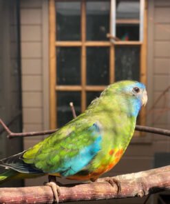 Grass Parakeets for sale