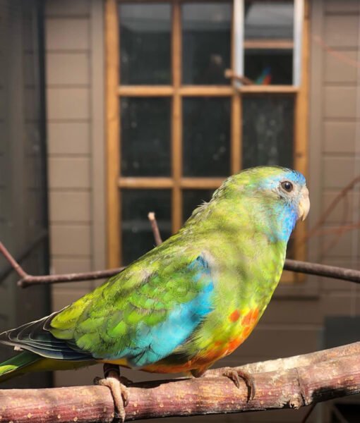 Grass Parakeets for sale