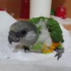 Baby Senegal Parrots