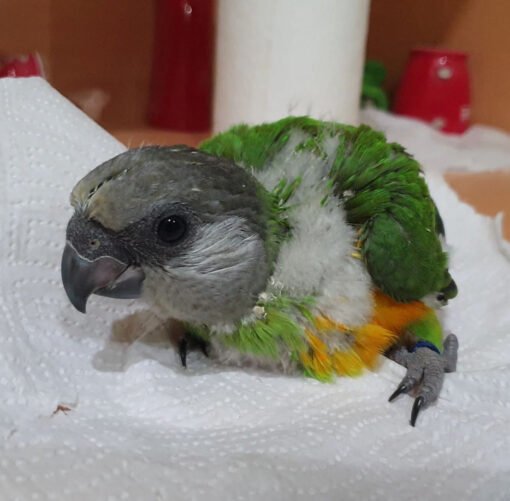 Baby Senegal Parrots